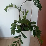 Pomaranczowa Apartamento *