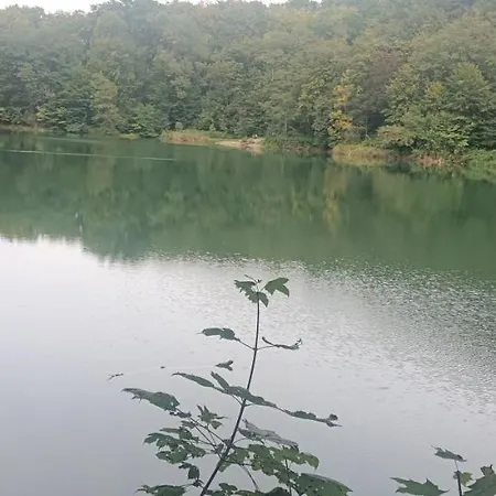 Pomaranczowa Daire *