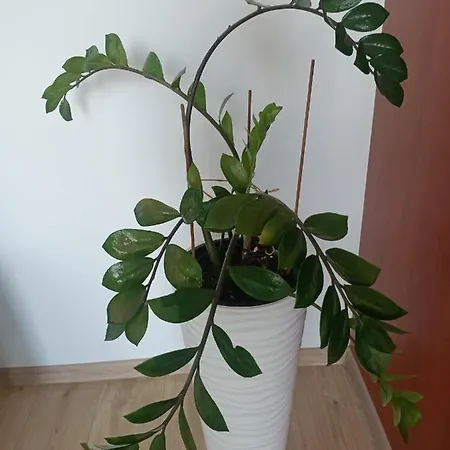 Pomaranczowa Lejlighed *