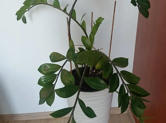 Pomaranczowa Appartement *